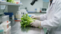 Despite ‘False Positive’ Test, Taylor Farms Is Still Focus Of Cyclospora Investigation
