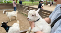 Baby Goats From A Traveling Petting Zoo Test Positive For Rabies