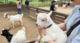 Baby Goats From A Traveling Petting Zoo Test Positive For Rabies